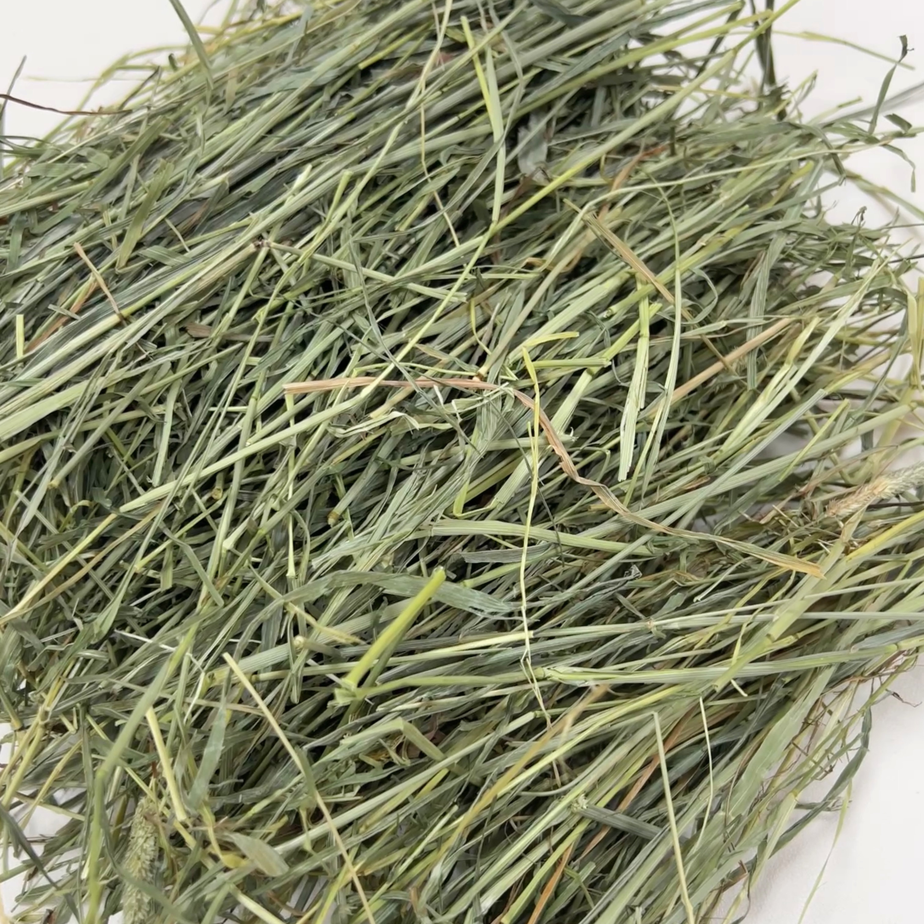 进口赛级提摩西|美提一番二压| 高山雪水灌溉| 兔兔豚鼠龙猫主草,淘宝优惠券,粉丝福利购,淘宝优惠卷