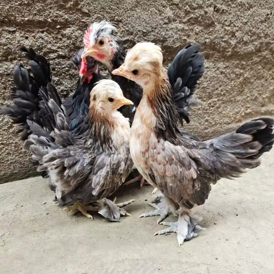 塞拉玛元宝鸡受精种蛋宠物鸡观赏鸡矮脚鸡小体型马来西亚玲珑鸡,淘宝优惠券,粉丝福利购,淘宝优惠卷