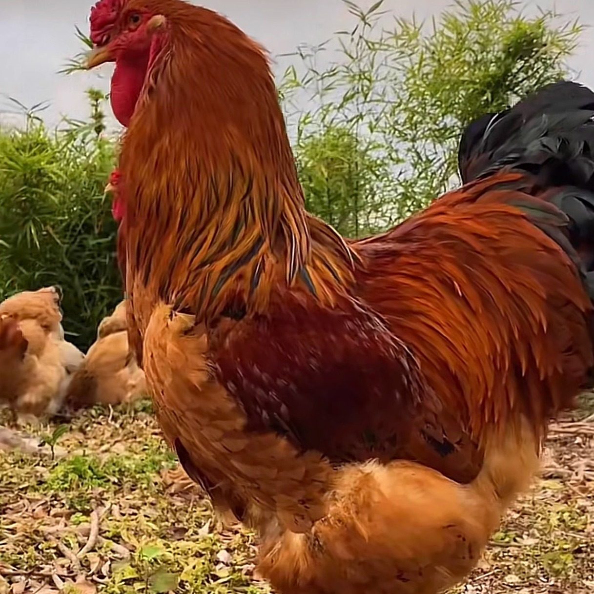 巨型婆罗门鸡活苗纯种婆罗门鸡受精种蛋梵天鸡种蛋巨鸡宠物受精蛋,淘宝优惠券,粉丝福利购,淘宝优惠卷