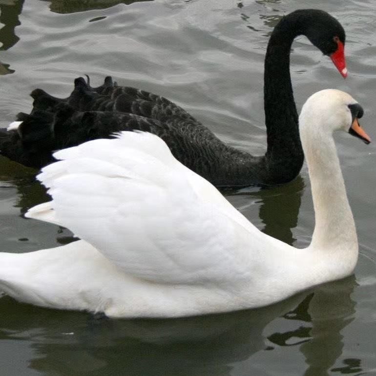 黑白天鹅观赏种蛋黑白天鹅蛋可孵化种蛋受精天鹅种蛋黑白天鹅活体,淘宝优惠券,粉丝福利购,淘宝优惠卷