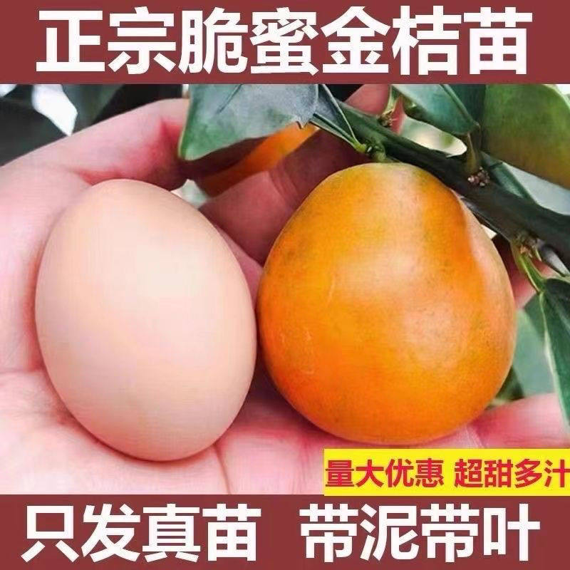 特大脆蜜金桔苗广西第三代金桔脆皮树苗融安嫁接橘子四季常青盆栽,淘宝优惠券,粉丝福利购,淘宝优惠卷