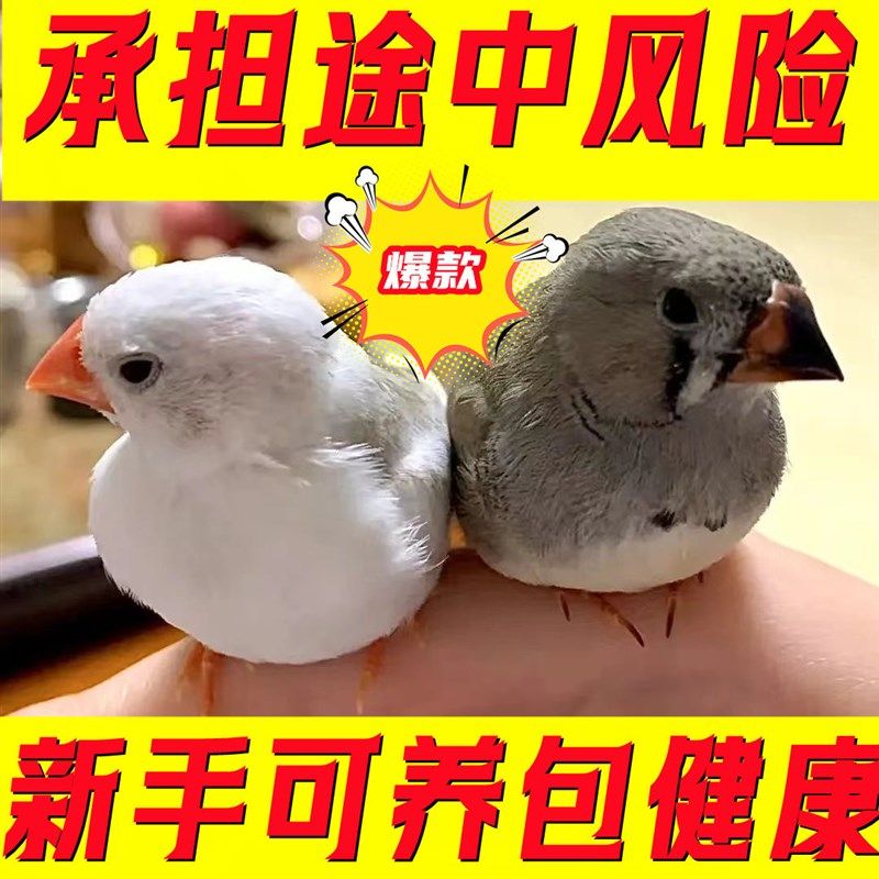 小珍珠鸟宠物鸟灰白鸟七彩鸟灰白珍珠活鸟萌宠物鸟一对可繁殖,淘宝优惠券,粉丝福利购,淘宝优惠卷