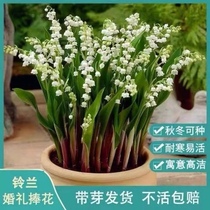 (Boutique Suzuki) Four Seasons flower Suzuki Flower Miao with sprouts of strong and fragrant flowers Green plant for many years of raw and cold resistant plants
