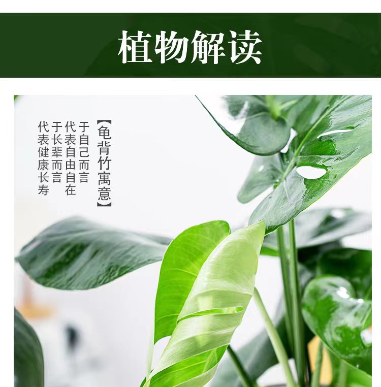 水培植物龟背竹盆栽老桩绿萝大叶室内观叶养桌面绿植耐阴好养常青-图3