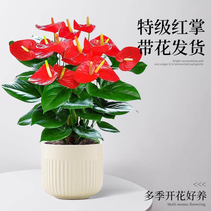 红掌盆栽带花室内绿植桌面水培植物鸿运当头年宵花特大盆白掌好养,淘宝优惠券,粉丝福利购,淘宝优惠卷