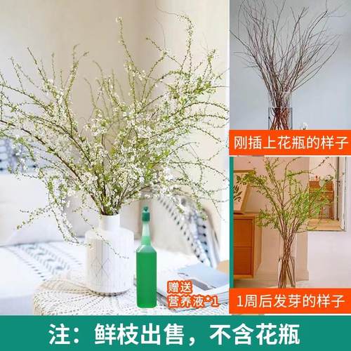 婉芳珍珠李樱花雪柳鲜枝龙柳室内好养水培植物水养桃花枝梅花开花 - 图3