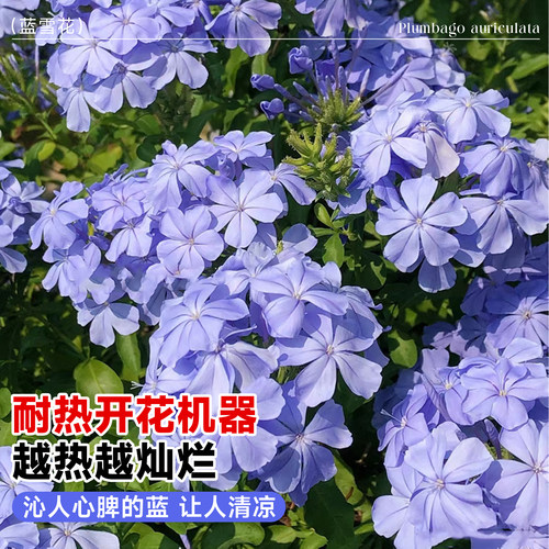 婉芳蓝雪花苗盆栽阳台带花观花耐热好养植物花园庭院爬藤攀援花 - 图0