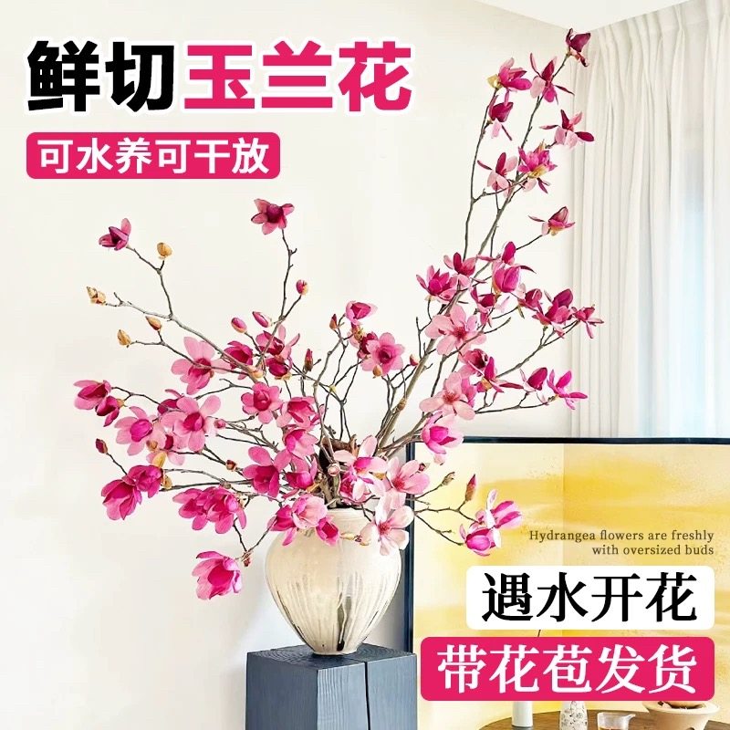 玉兰花水培植物室内好养鲜切干枝带花苞紫玉兰桌面鲜花卉盆栽绿植,淘宝优惠券,粉丝福利购,淘宝优惠卷