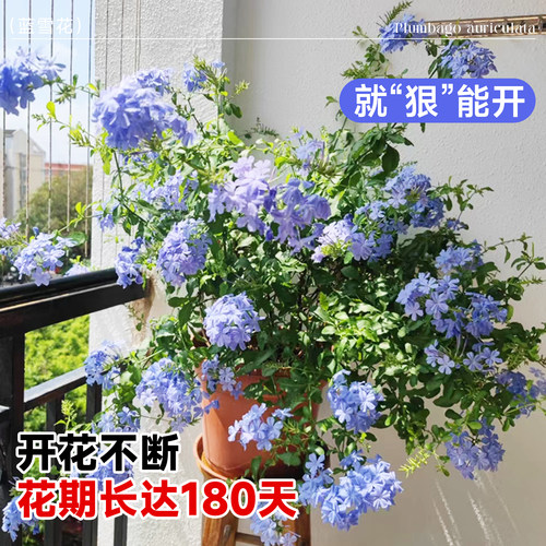 婉芳蓝雪花苗盆栽阳台带花观花耐热好养植物花园庭院爬藤攀援花 - 图3