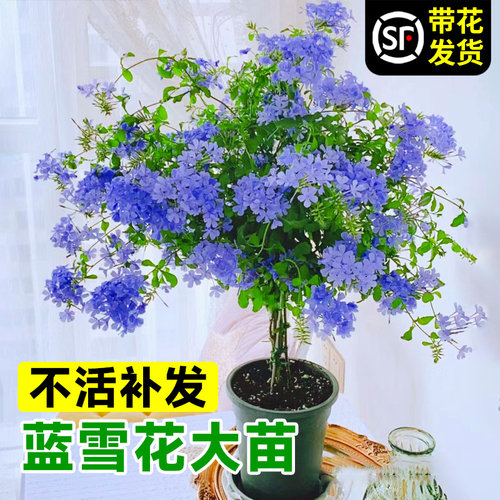 婉芳蓝雪花苗盆栽阳台带花观花耐热好养植物花园庭院爬藤攀援花 - 图1