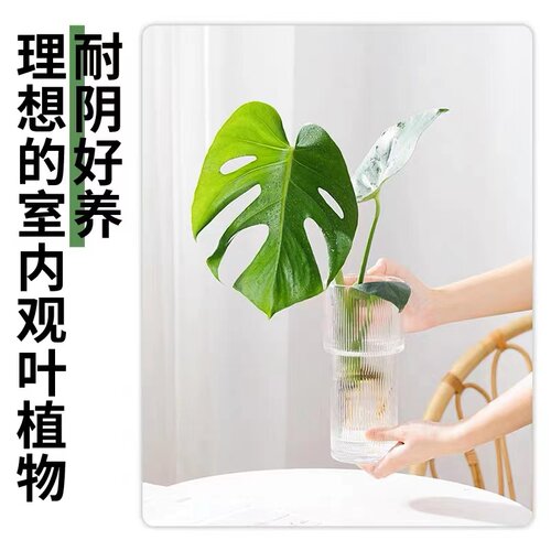 水培植物龟背竹盆栽老桩净化空气天堂鸟大叶室内观叶绿植耐阴常青 - 图3