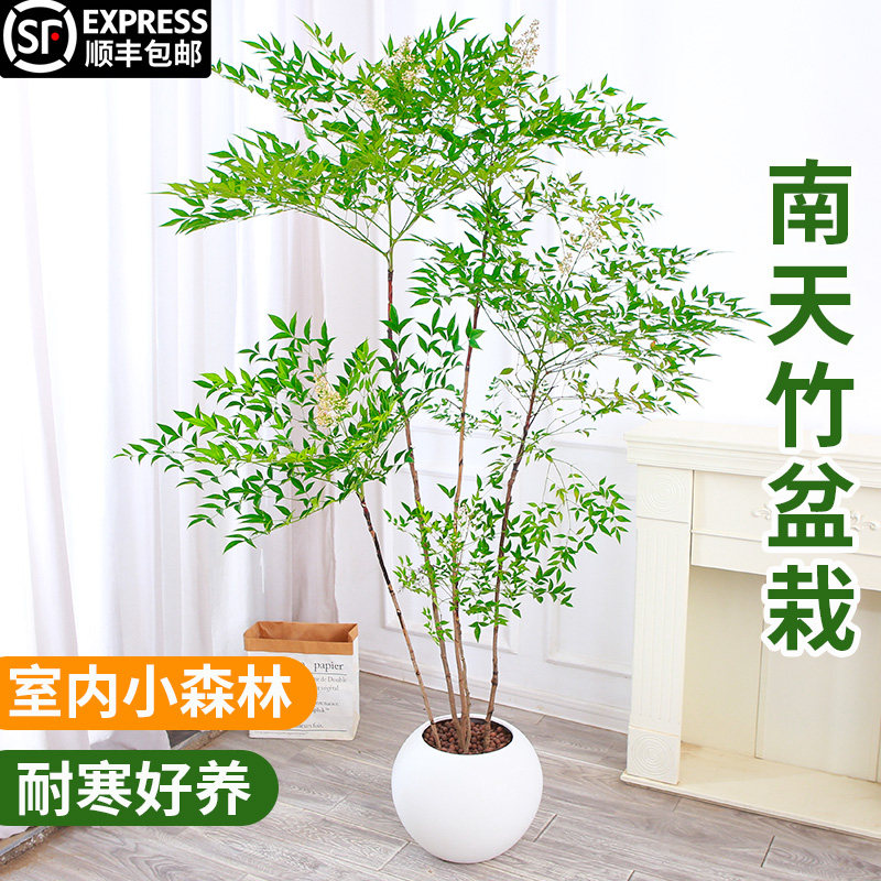 南天竹盆栽客厅绿植室内老桩办公室禄植大型植物落地式真花好养,淘宝优惠券,粉丝福利购,淘宝优惠卷