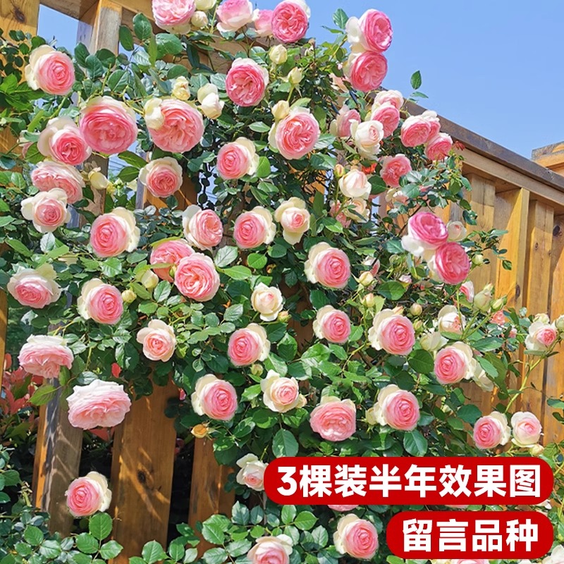 粉龙藤本月季花苗蒂娜浓香庭院植物阳花卉盆栽玫瑰爬藤蔷薇四季开-图0