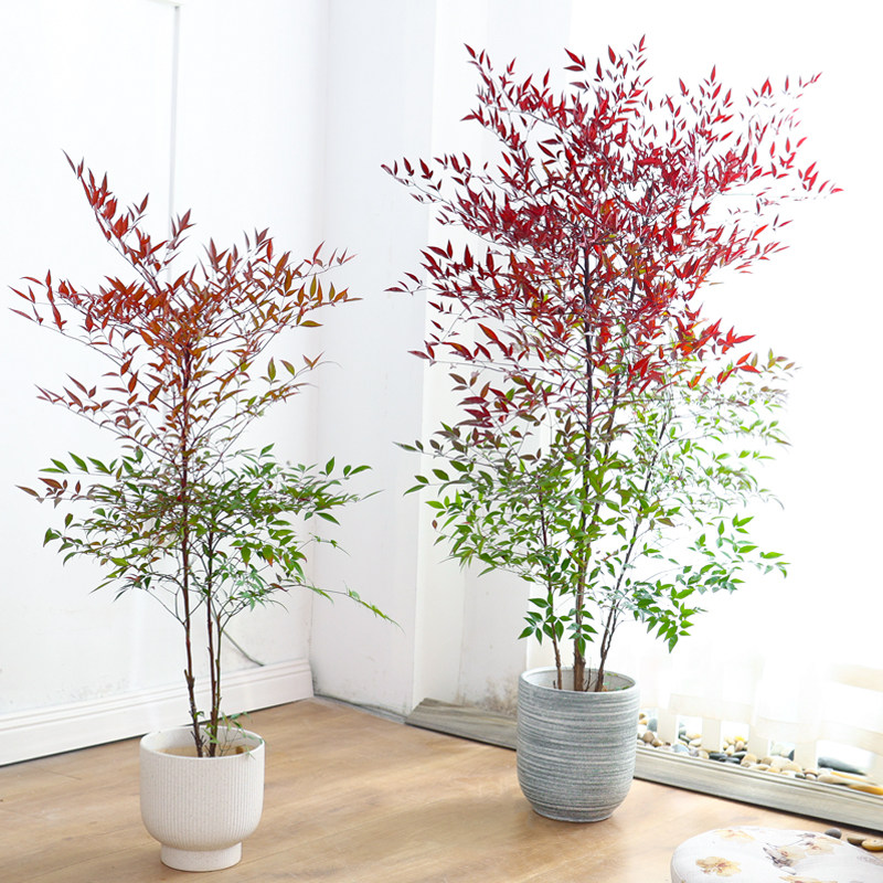 南天竹盆栽客厅绿植室内老桩办公室禄植大型植物落地式真花好养,淘宝优惠券,粉丝福利购,淘宝优惠卷