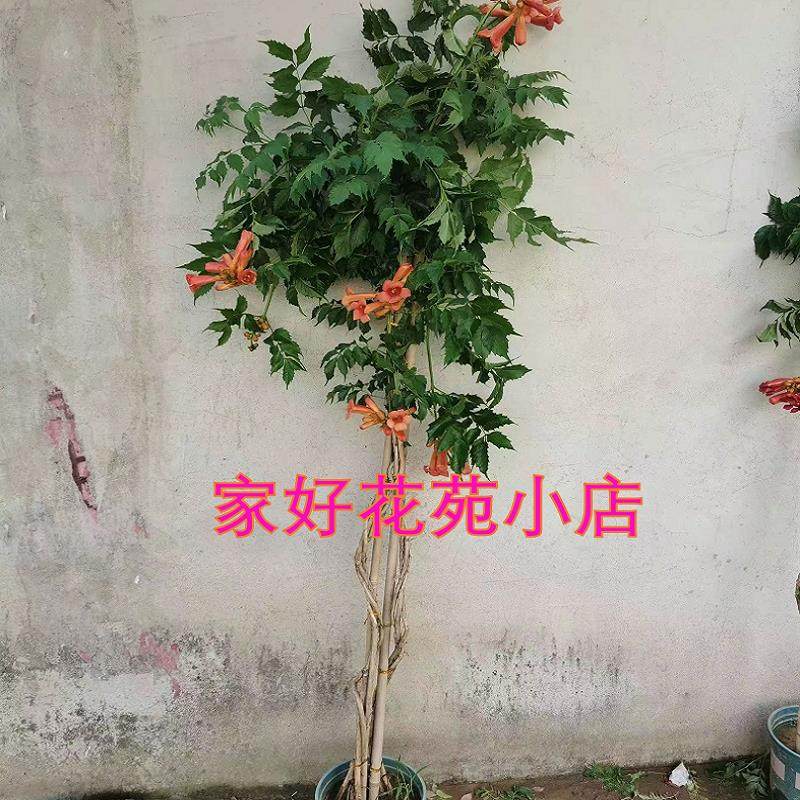 麻花凌霄花爬藤植物凌霄花苗庭院阳台盆栽花卉耐寒花期长好养易活,淘宝优惠券,粉丝福利购,淘宝优惠卷