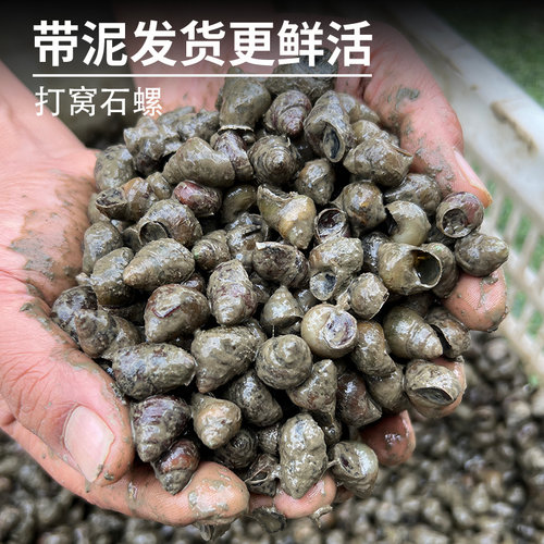 钓鱼脆螺鲜活钓青鱼挂钩饵料活体螺蛳薄壳小田螺乌青黑鲩打窝石螺 - 图1