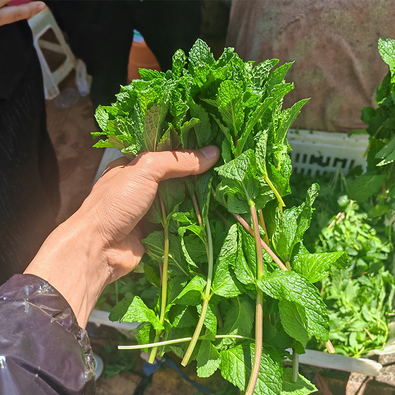 顺丰空运云南新鲜薄荷蔬菜食用餐饮火锅蘸水调料鲜薄荷叶食用3斤 - 图2