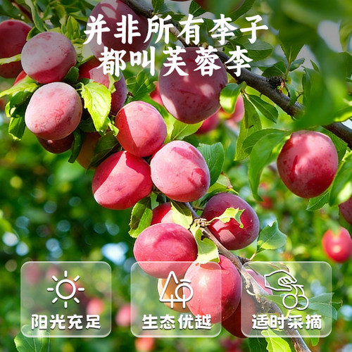 三关六码头树熟芙蓉李干福建龙岩特产蜜饯果干年货酸甜孕妇零食 - 图2