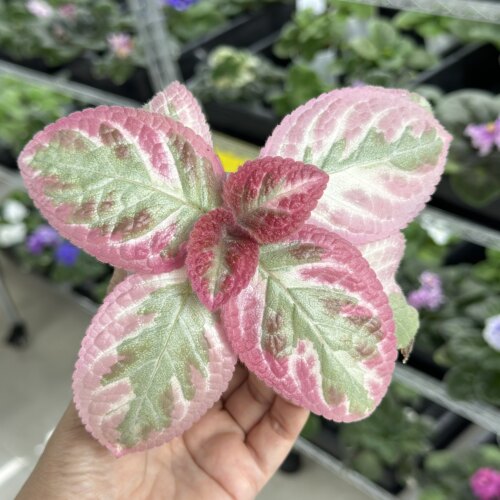苦苣苔喜荫花综合链接：耐荫耐热，叶片金属质感 - 图3
