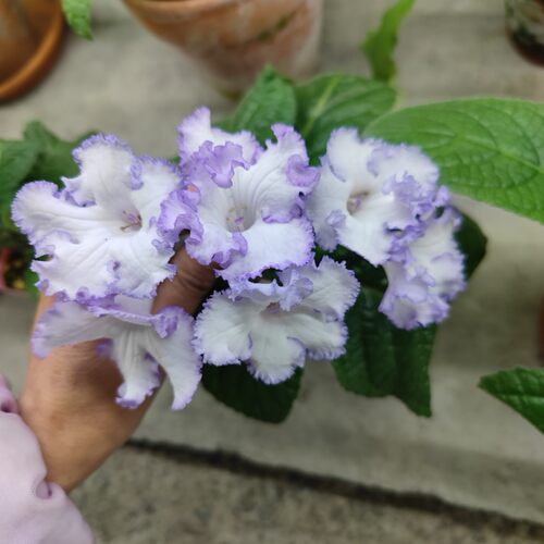 苦苣苔进口堇兰：DS-2004小男孩（偶尔会开成纯白色，慎拍） - 图1