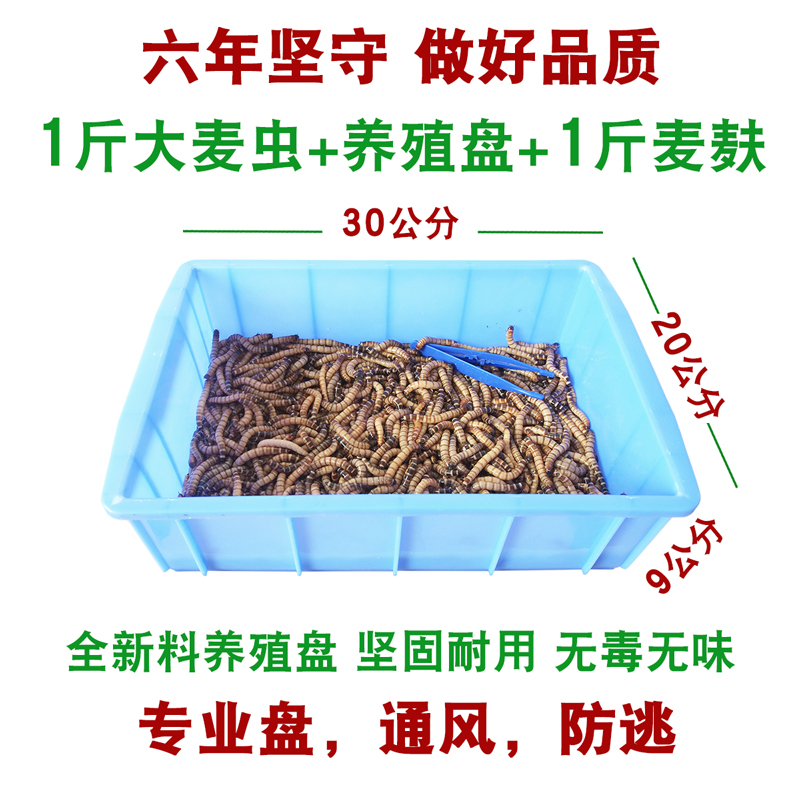 大麦虫活虫面包虫大号黄粉虫金龙鱼乌龟饲料八哥画眉鸟食活体虫子-图1