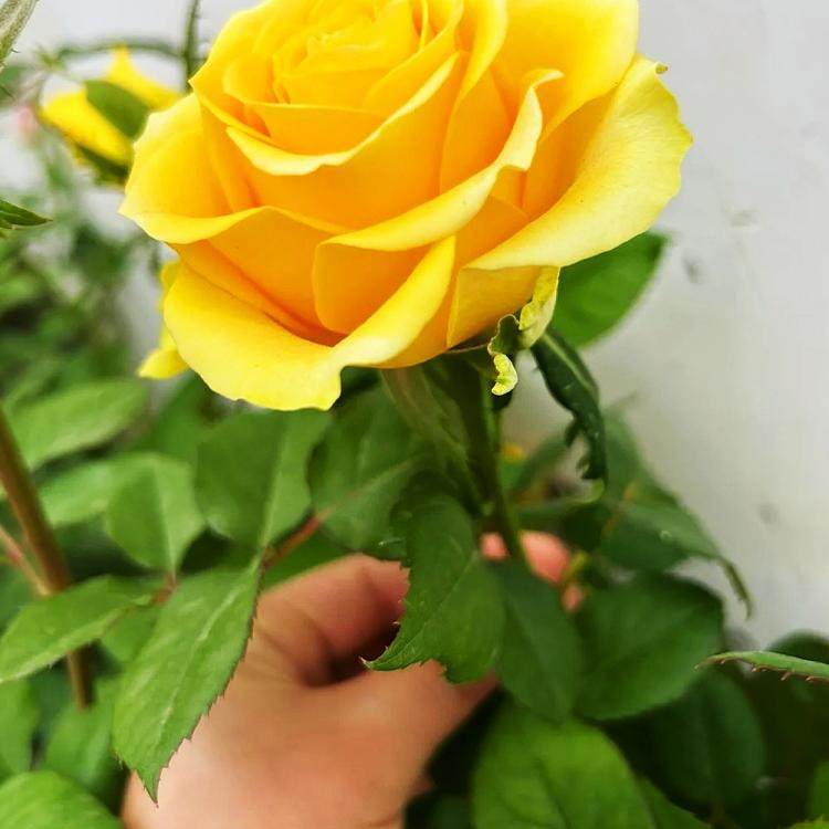 苏格兰黄油玫瑰花盆栽切花月季花苗阳台庭院金黄色大花玫瑰四季开,淘宝优惠券,粉丝福利购,淘宝优惠卷