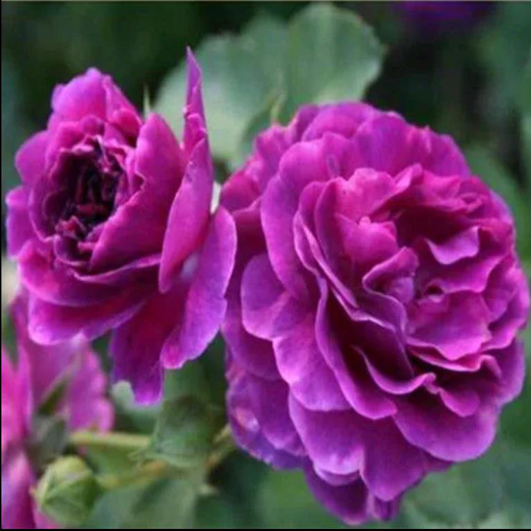 比利时大花浓香月季花苗蓝紫浓香玫瑰阳台花园花卉绿植盆栽密涅瓦 - 图0