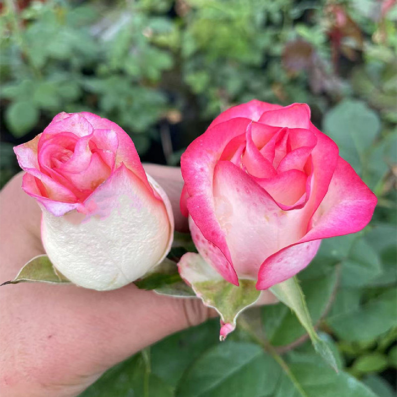 艾莎 梦露玫瑰花苗切花月季大花四季开花 朱丽叶蓝色风暴超级大花