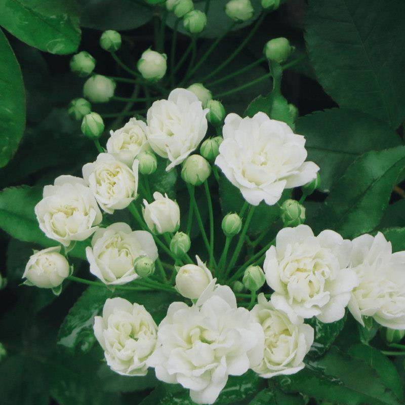 白色木香花大苗盆栽浓香花卉阳台庭院爬藤蔷薇可做垂吊花卉绿植物,淘宝优惠券,粉丝福利购,淘宝优惠卷