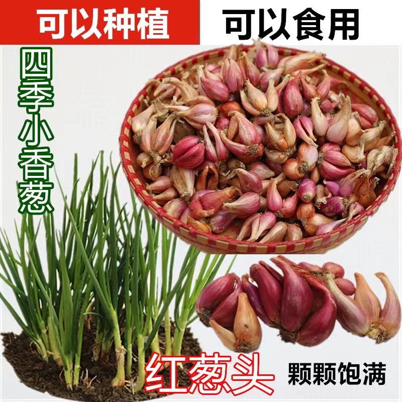 葱头葱种红葱头干葱头种火葱头种正宗小葱苏北农家新鲜四川毛葱头虎窝淘 