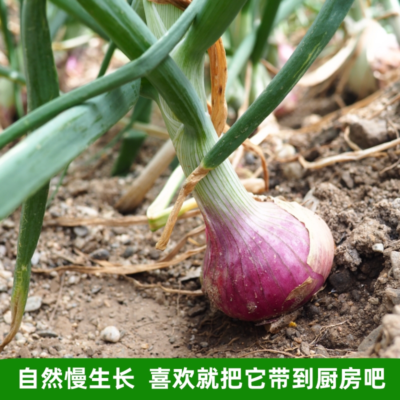 河南紫皮洋葱新鲜10斤水果蔬菜生吃脆甜农家种植农村小扁洋葱新鲜 - 图3