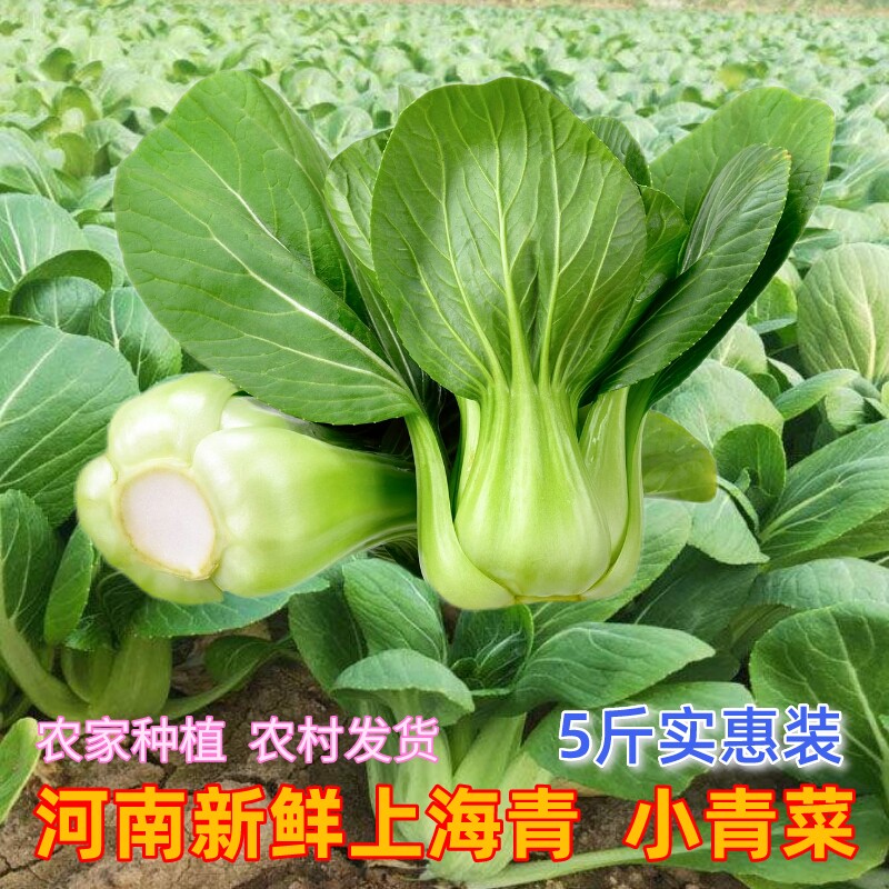 河南上海青新鲜蔬菜淘菜菜买菜5 10斤青菜淘鲜达农村菜上海青新鲜