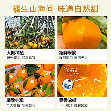 正宗宁波象山红美人柑橘爱媛橙10斤礼盒[40元优惠券]-寻折猪