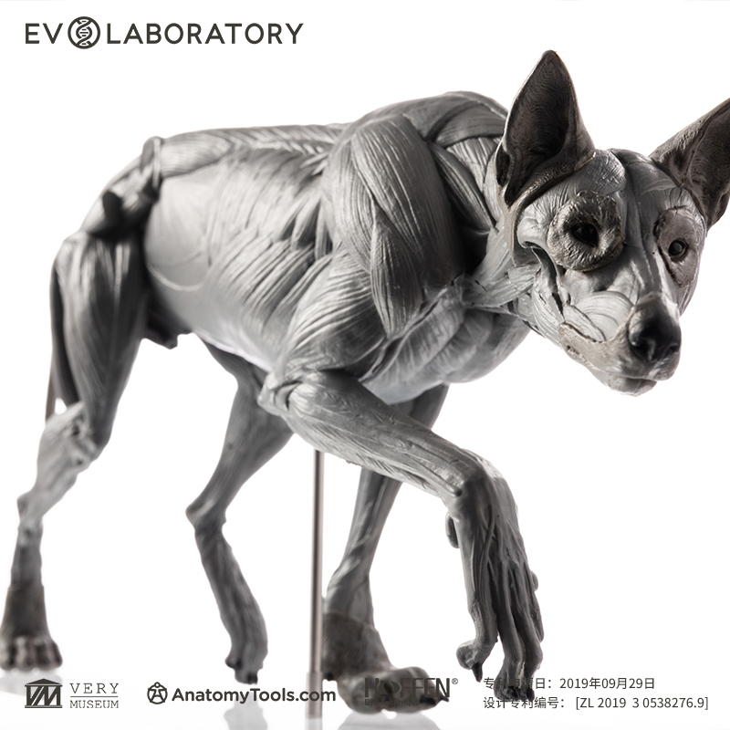EVO肌肉解剖PVC狼科教模型手办摆件美术医学教学雕塑动物解剖教具 - 图0