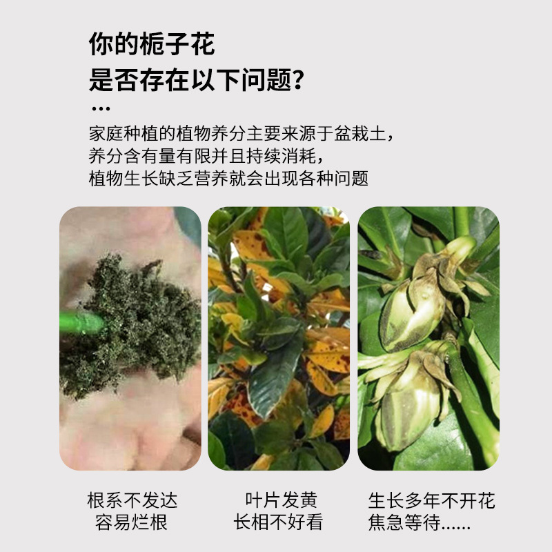 栀子花专用有机肥料补充营养促花保花延长花期有机缓释颗粒肥