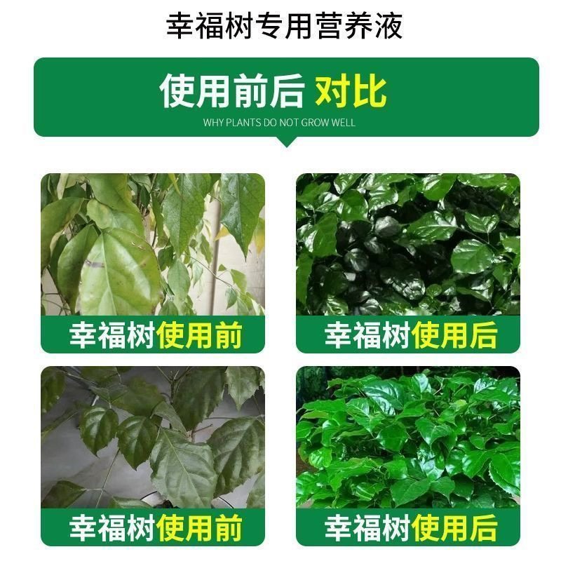 幸福树专用肥料营养液治落叶黄叶黑斑室内盆栽绿植物叶子干枯通用,淘宝优惠券,粉丝福利购,淘宝优惠卷