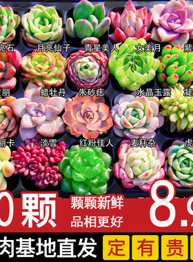 多肉植物室内盆栽小玉露肉肉精品花卉小苗绿植物大颗进口好养