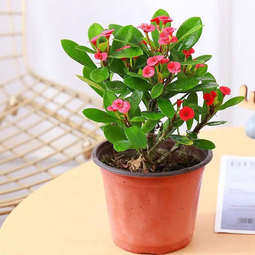 刺梅铁海棠盆栽绿植植物养易活花卉四季开花客厅室内好养阳台喜阳 - 图0