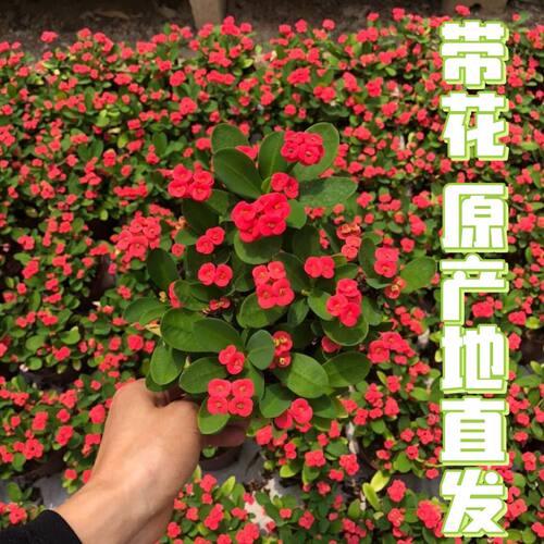 刺梅铁海棠盆栽绿植植物养易活花卉四季开花客厅室内好养阳台喜阳 - 图2