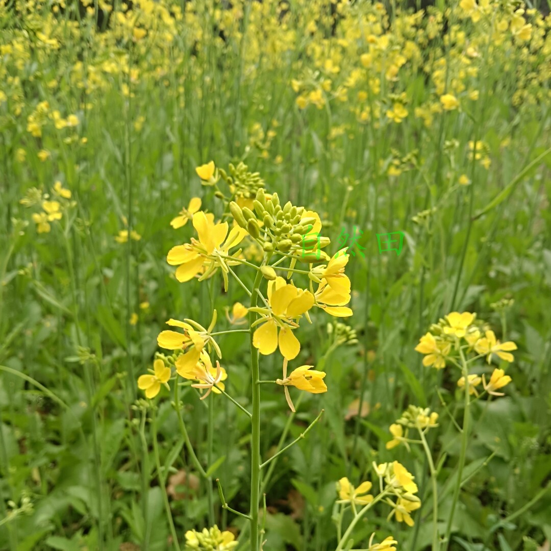 四川老品种黄油菜籽农家种植自留老品种喂鸟食鸽子粮老式非转