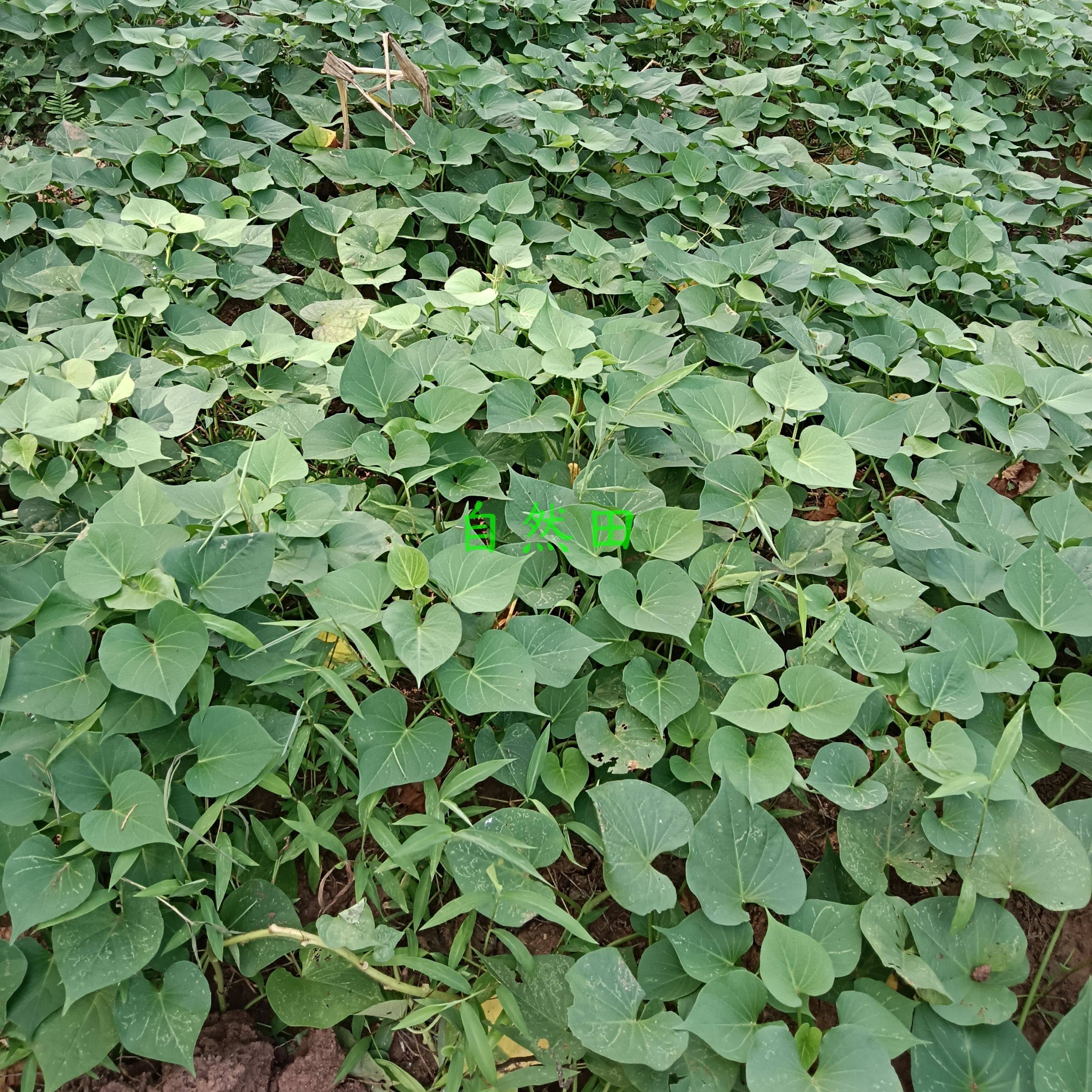 四川本地圆饼饼红苕传统老品种红薯生产队时候的老品种地瓜现挖