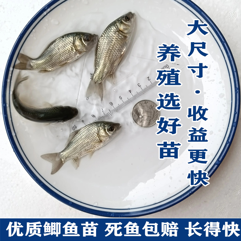 中科五号鲫鱼苗黄金鲫鱼工程湘云鲫土鲫淡水培殖食用活体大草鱼苗 - 图0