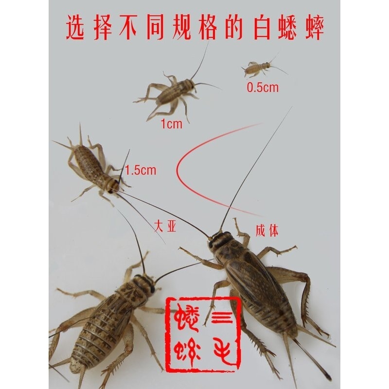 蛐蛐蟋蟀活体饲料1-2厘米50元1斤25元500只38元1000只白蟋蟀活物 - 图1