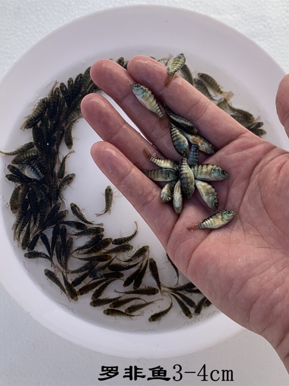 淡水罗非鱼苗非洲鲫鱼福寿奥尼新吉富鱼饵料鱼饲料鱼活体养殖易活