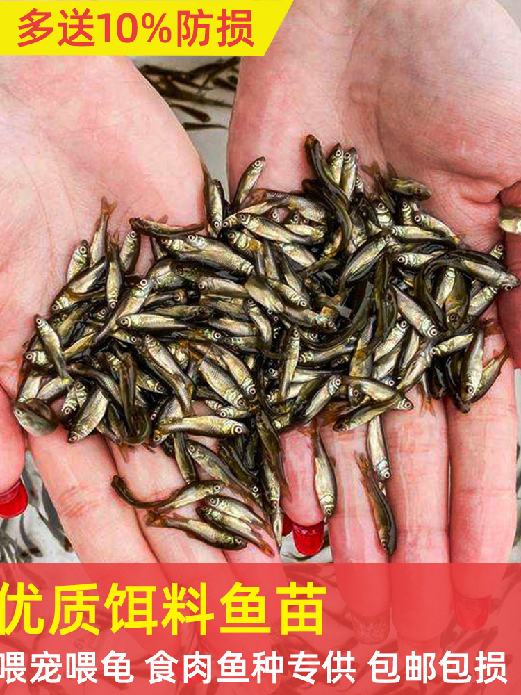 活饵料鱼苗喂鲈鱼鳜鱼乌龟食肉鱼种活体饲料小杂鱼淡水小鱼苗活食-图0