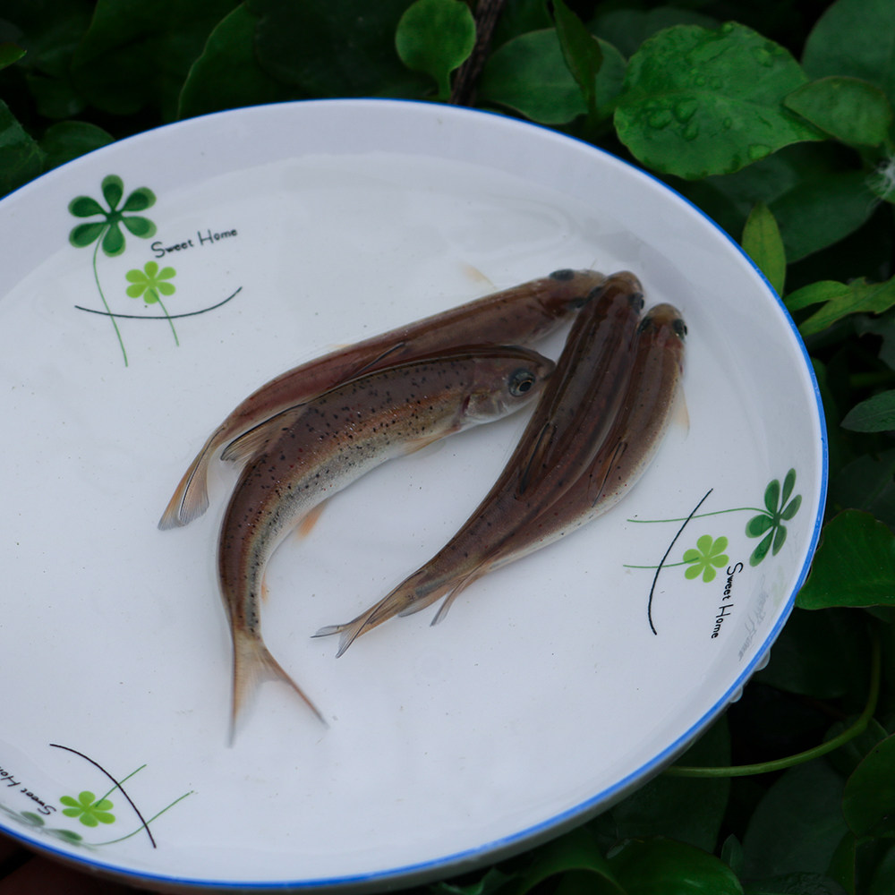 雅鱼苗裂腹鱼苗细鳞鱼苗阴河阳鱼苗淡水养殖冷水特种鱼苗雅安三绝