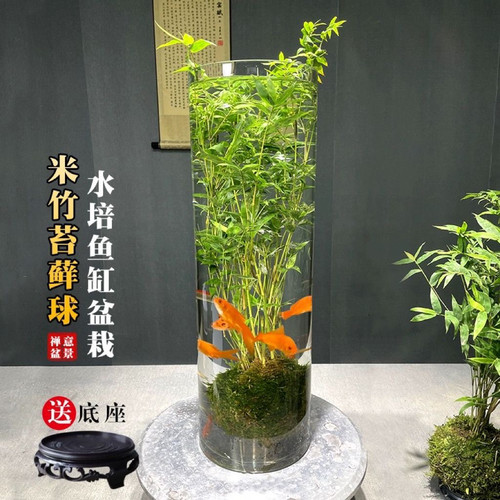 苔藓球翡翠观音竹客厅立式鱼缸圆柱形盆栽绿植物水培米竹可养鱼 - 图0