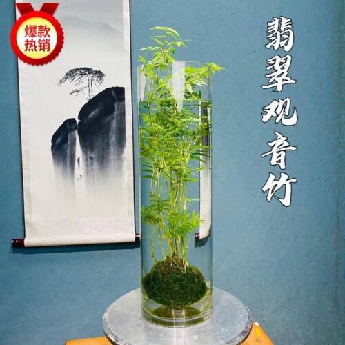 翡翠观音竹水培款苔藓球书房米竹绿植竹子室内立式鱼缸可养鱼 - 图0