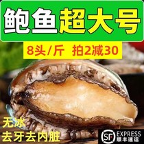 Fresh abalone fresh extra-large seafood Aquatic fresh sea catfish Frozen Abalone Fish Juice 8 Head Big Bowl Fish