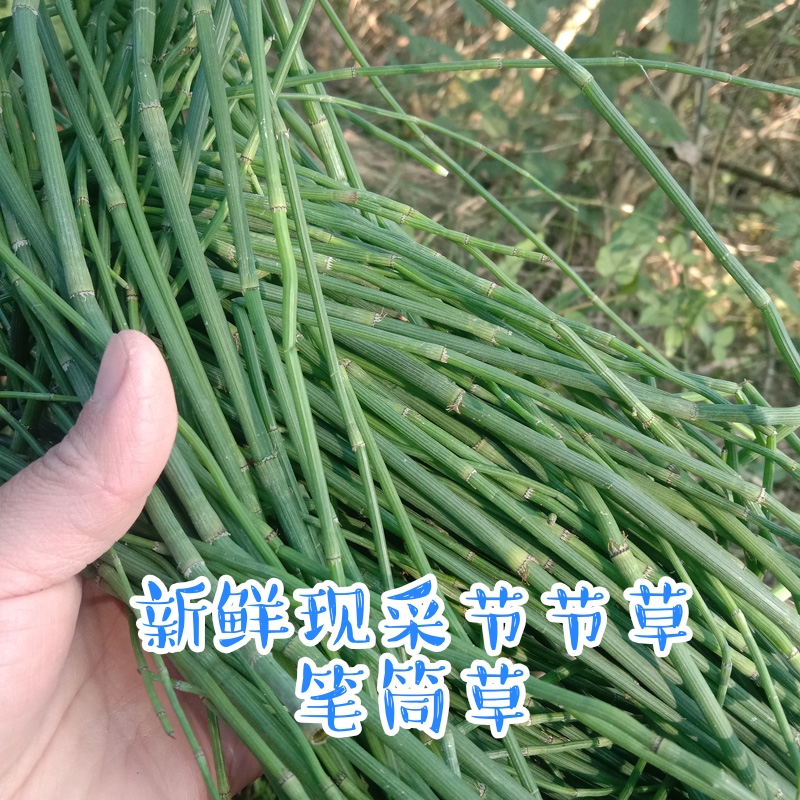 新鲜现采节节草中草药土木贼草锁眉草笔杆草笔筒草无心草的功效-图0